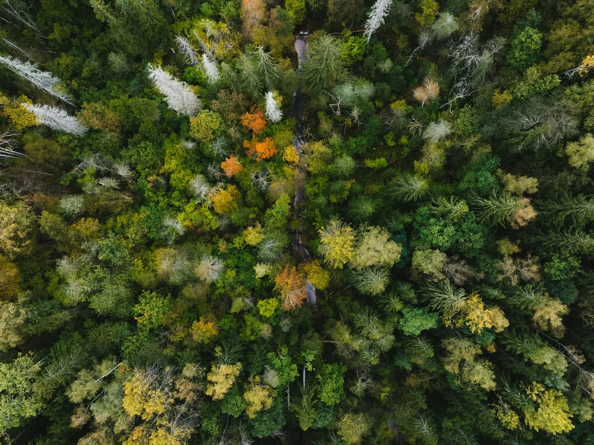 Erdei panoráma a fenntartható inspiráció jegyében